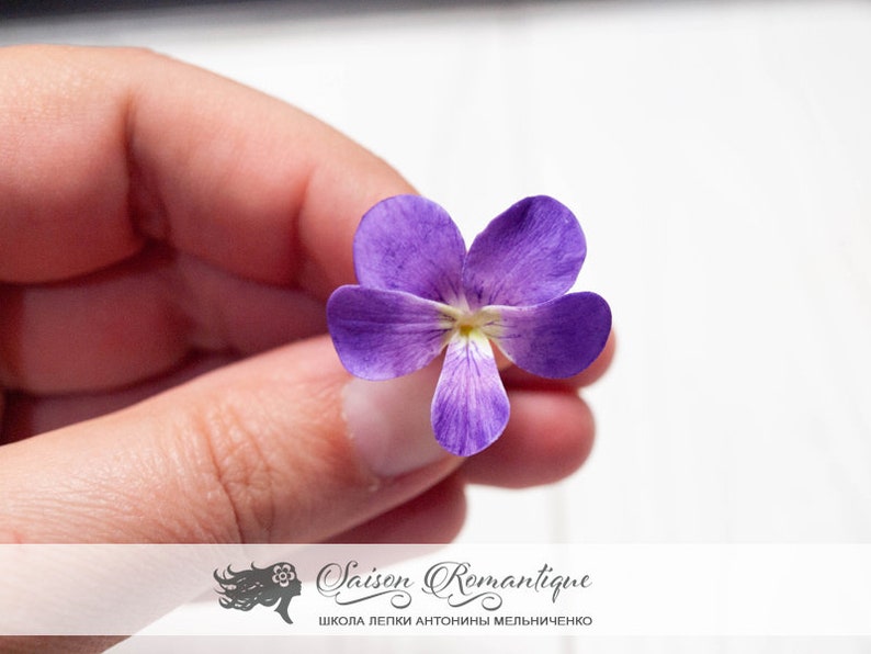 Violets wildlife diary