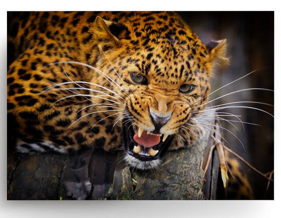 Jaguar Wandposter Wild Leopard Dekor Print Schlafzimmer Dschungel Gepard  Bild Raum Tier Groß Schwarz Poster