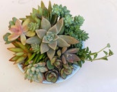 Mini Succulent Cutie Cuttings Collection Easy to Grow Colorful. DIY Fairy Garden, Wreath, Wedding Favors etc