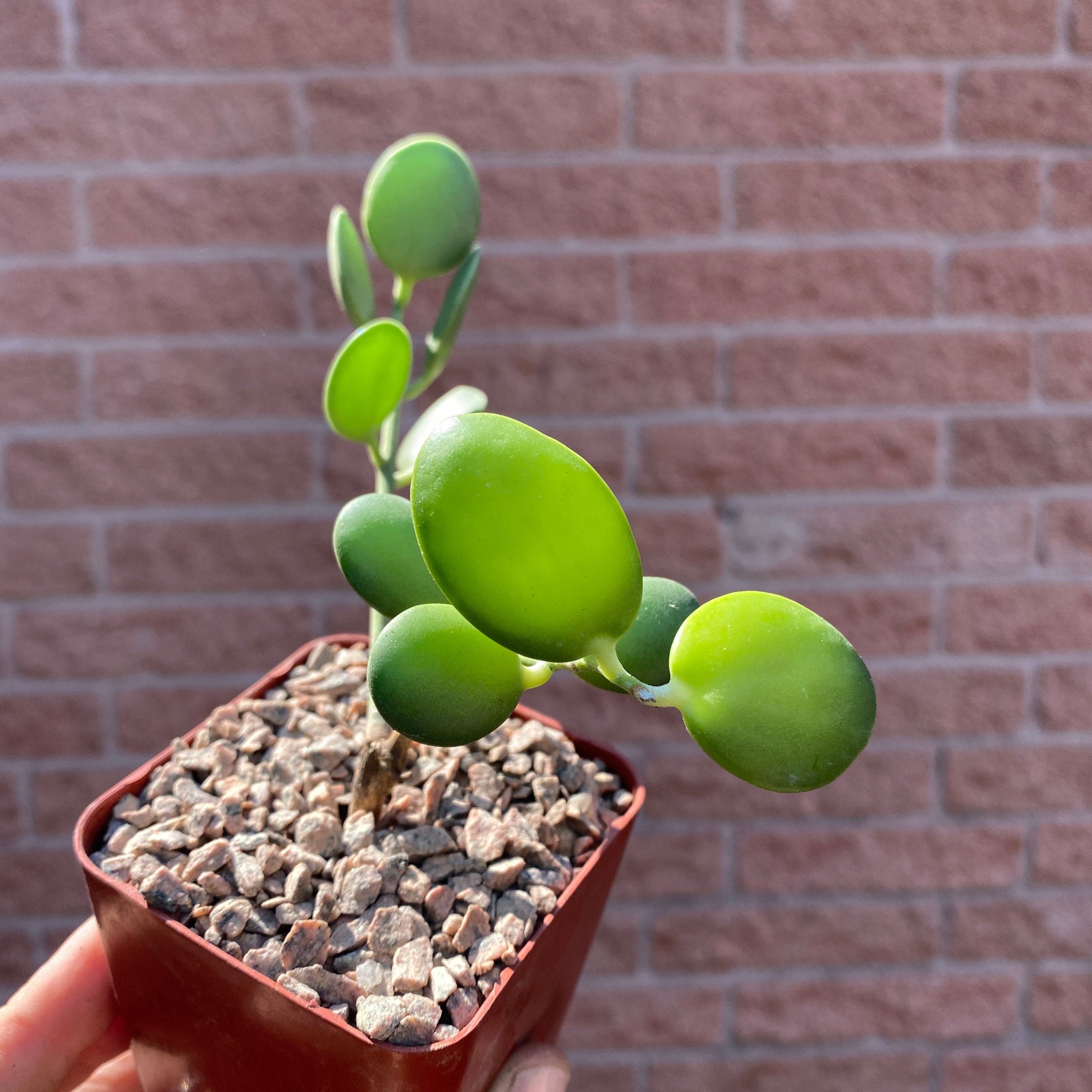 Xerosicyos Danguyi Silver Dollar Vine Rare Trailing Climbing Collector Succulent