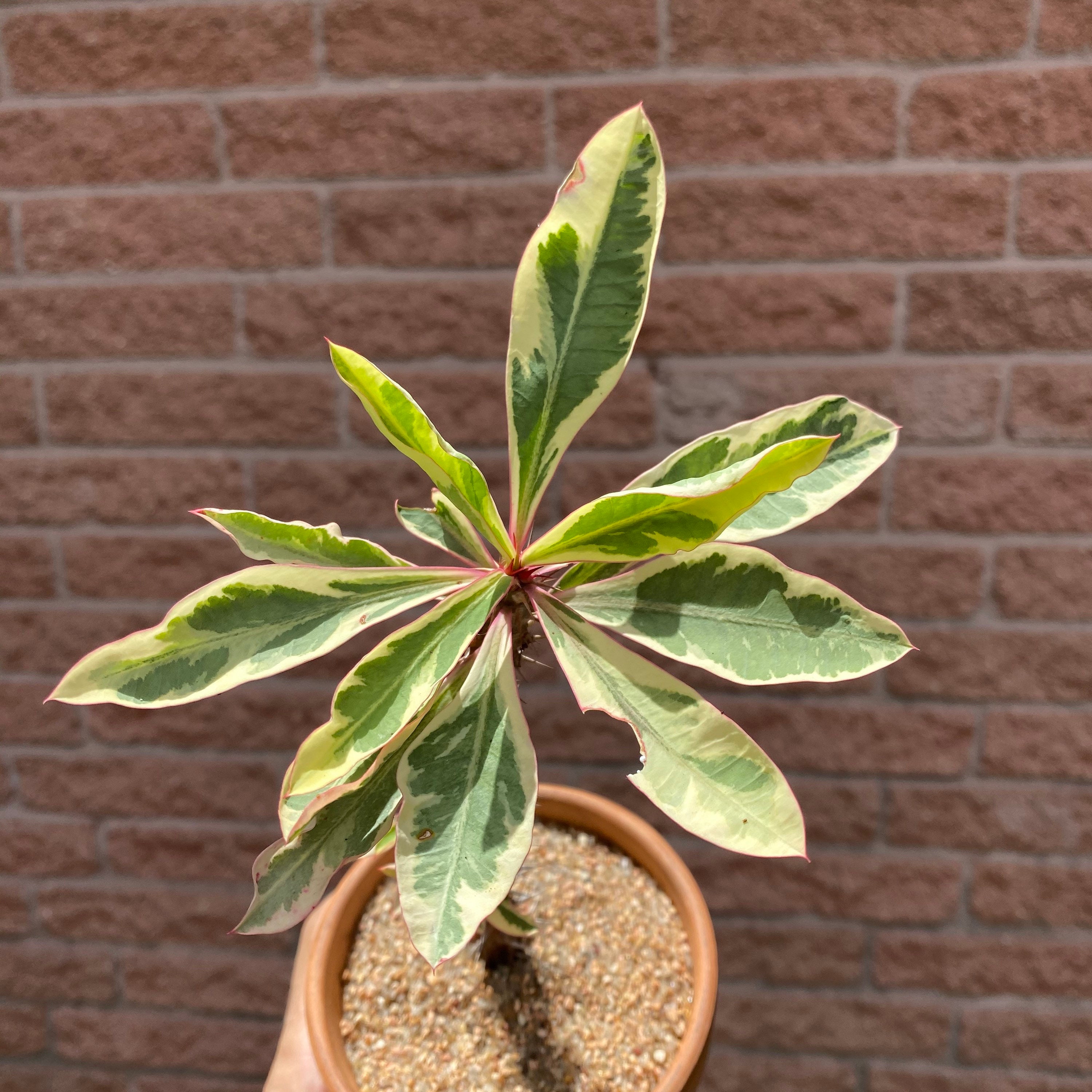 zimmerpflanzen nach feng shui Dieffenbachia Reflector (Feng Shui Pflanze) – Secret Garden Plant Shop main image 0