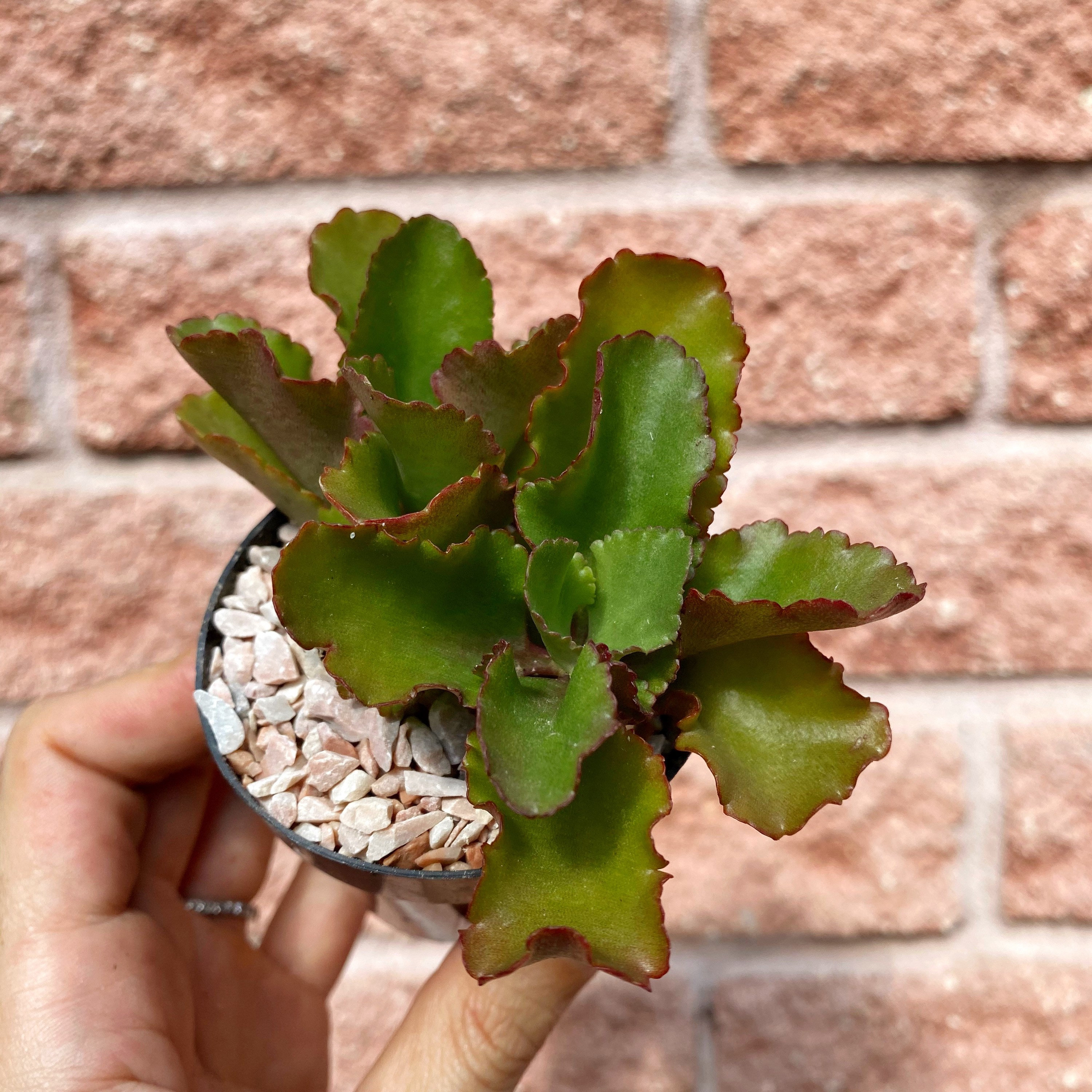 Pack of 6 Burgundy Green 12 Kalanchoe Plant w/14 Lvs Pack of 6 Burgundy Green 12 Kalanchoe Plant w/14 Lvs