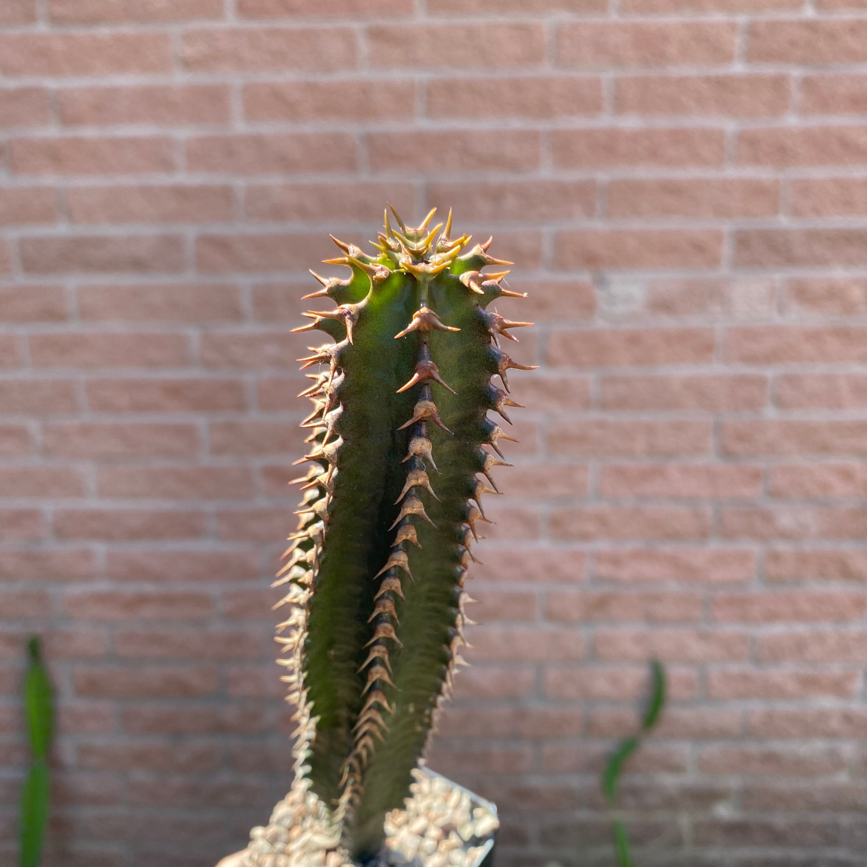 Euphorbia canariensis HERCULES' CLUB or Canary Island ...