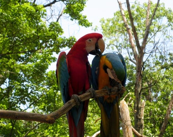 8X10 Parrot Photo, Red Scarlet Macaw, Blue and Gold Macaw, Nature Decor, Bird Photography, Jungle Animal, Tropical Art, Bird Lovers Gift