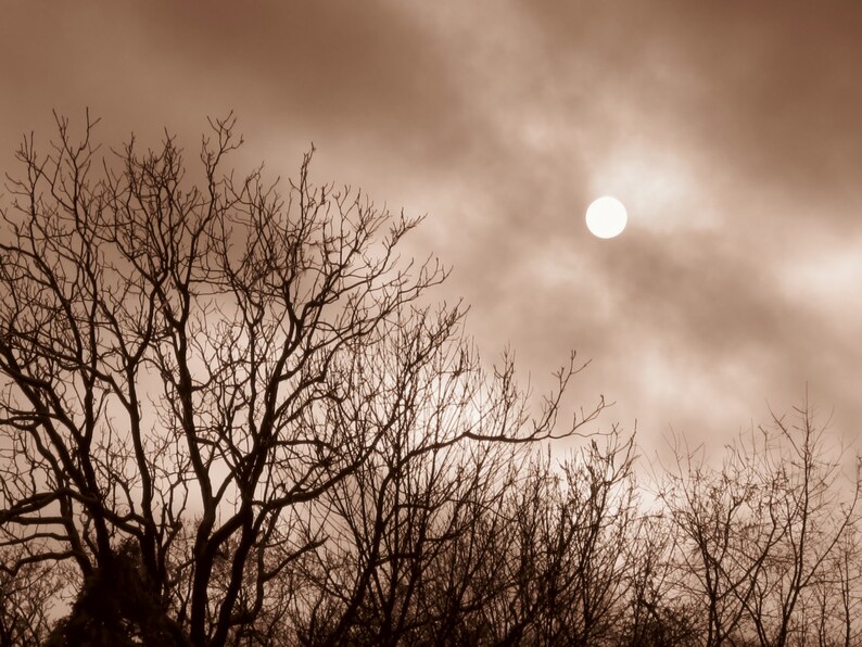 8X10 Winter Sunset Photo, Sepia Photography, Winter Solstice, Tree Silhouette, Surreal Fog photo, Eerie, Monochrome Print image 1