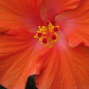 May include: A close-up of a vibrant orange hibiscus flower with a prominent yellow and red stamen in the center.