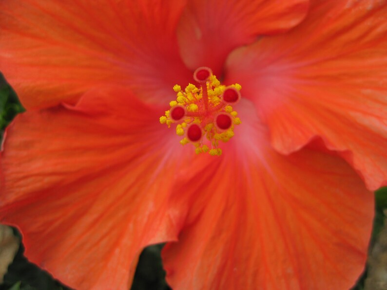 May include: A close-up of a vibrant orange hibiscus flower with a prominent yellow and red stamen in the center.