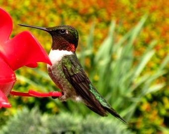 Photo de colibri rouge 8 x 10, photographie macro, impression d’oiseau, photographie d’oiseau, art de colibri, impression de colibri, art de mur de nature, décor à la maison