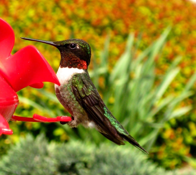 8X10 Red Hummingbird Photo, Macro Photography, Bird print, Bird Photography, Hummingbird Art, Hummingbird Print, Nature Wall Art, Home Decor image 1