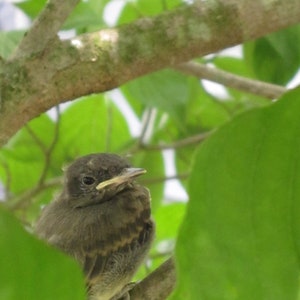 May include: A close-up of a young, brown and gray bird with a yellow beak perched on a branch. The bird is surrounded by green leaves.