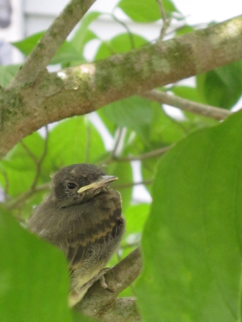 May include: A close-up of a young, brown and gray bird with a yellow beak perched on a branch. The bird is surrounded by green leaves.