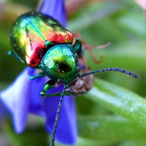 May include: A close-up of a green, red, and blue iridescent beetle perched on a purple flower. The beetle has long, black legs and antennae.