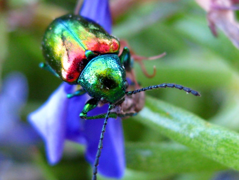 May include: A close-up of a green, red, and blue iridescent beetle perched on a purple flower. The beetle has long, black legs and antennae.