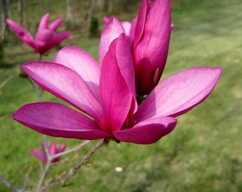 Purple Magnolia Bloom 8X10 Photo , Macro Photography , Flower Photography, Spring, Home decor, Fine Art Photography