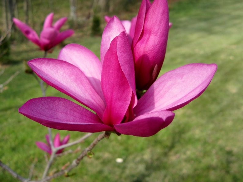 Purple Magnolia Bloom 8X10 Photo Macro Photography Flower | Etsy