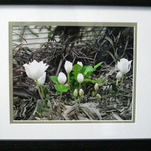 May include: A close-up of white flowers blooming in a dark, natural setting. The flowers are surrounded by green leaves and brown, dried foliage.