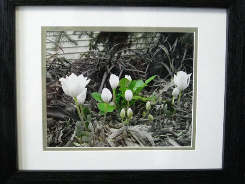 May include: A close-up of white flowers blooming in a dark, natural setting. The flowers are surrounded by green leaves and brown, dried foliage.