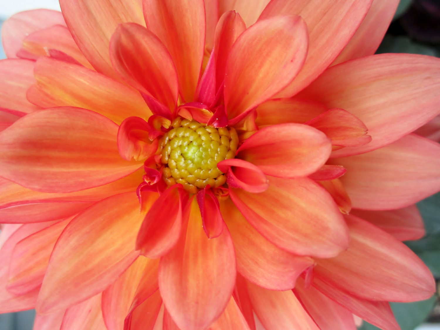 8X10 Dahlia Flower Photo, Orange and Pink Flower Bloom, Macro