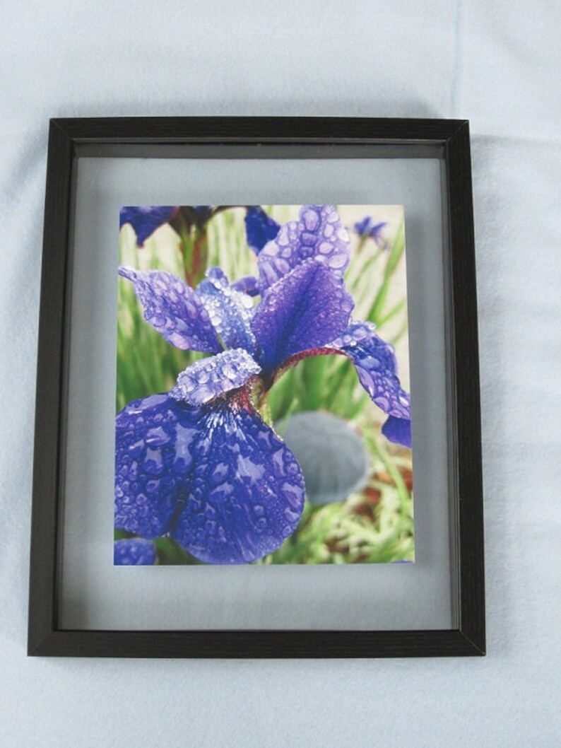Purple Iris Photo, 8X10 print , Spring Rain Photography, Iris Print, Dew Drop, Photo Wall Art, Nature Home Decor, Gift for Mom, Macro Photo image 2