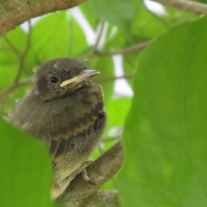 May include: A close-up of a small, dark gray bird with a yellow beak perched on a branch. The bird is surrounded by green leaves.