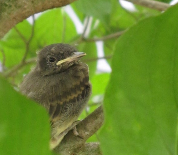 Baby Bird 8X10 Photo, Nursery Animal Art , Macro photography, Photo Wall Art, Bird Lovers Gift, Whimsical Animal Art, Cute Animal Art