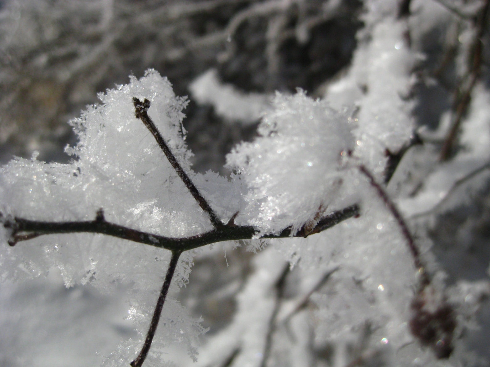Frost Tree Branch Pillow, Black and White Pillow Cover, Winter Decor