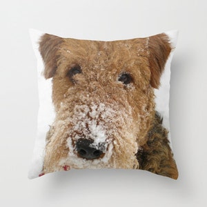 May include: A brown and tan Airedale Terrier dog with a snowy white face, looking directly at the camera. The dog's fur is covered in snow.