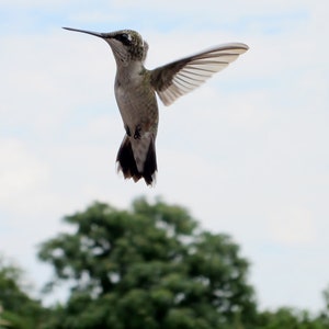 Hummingbird Flight 8X10 Photo, Macro Photography, Bird Flying, Bird Photography, Bird Lovers Gift, Nature Home Decor, Wildlife Photography