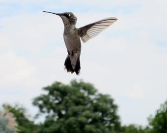 Hummingbird Flight 8X10 Photo, Macro Photography, Bird Flying, Bird Photography, Bird Lovers Gift, Nature Home Decor, Wildlife Photography