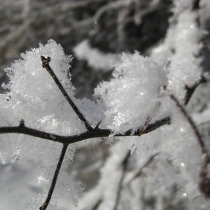 Frost covered tree 8X10 photo, Winter Wonderland, Ice crystals, Photo Wall Art, Ice Photo, Snow Art, Winter Photography, Frozen Art