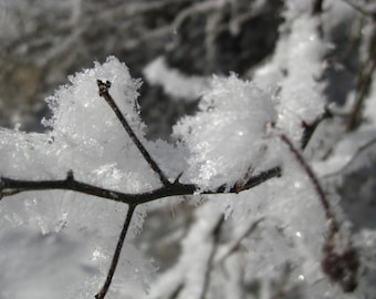 Frost covered tree 8X10 photo, Winter Wonderland, Ice crystals, Photo Wall Art, Ice Photo, Snow Art, Winter Photography, Frozen Art