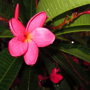 Puede incluir: Una flor de plumeria rosa con gotas de agua en los p&eacute;talos. La flor est&aacute; enfocada, mientras que las hojas verdes de la planta est&aacute;n desenfocadas en el fondo.