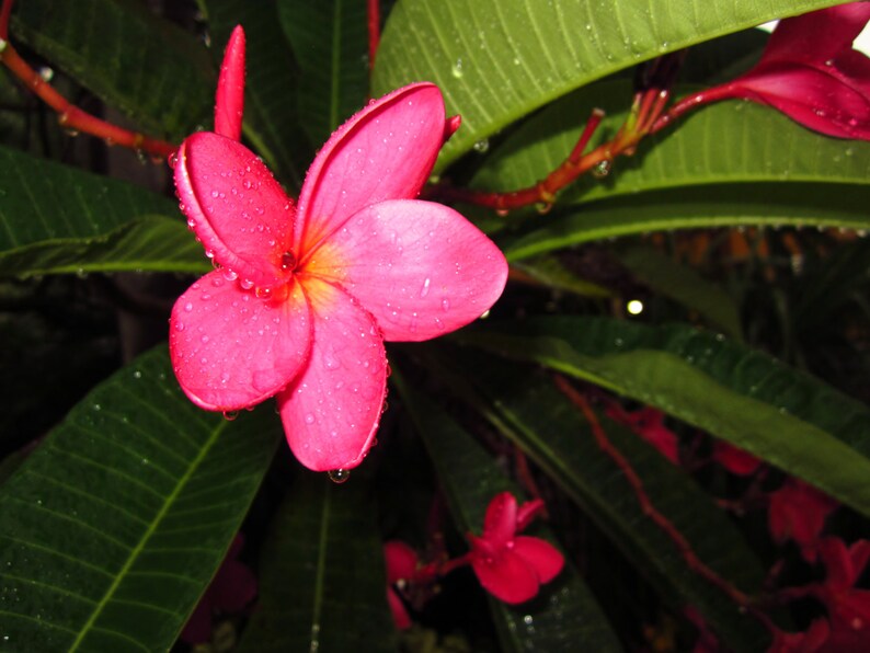 Puede incluir: Una flor de plumeria rosa con gotas de agua en los p&eacute;talos. La flor est&aacute; enfocada, mientras que las hojas verdes de la planta est&aacute;n desenfocadas en el fondo.