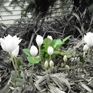May include: White flowers with delicate petals bloom in a garden setting. The flowers are surrounded by dark green leaves and brown mulch.