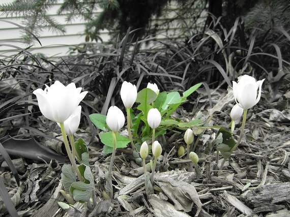 White Flower 8X10 Photo, Black and White Photography, Floral Wall Art, Flower Photography, Nature Home Decor, Crocus, Wildflower print