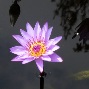 Purple Water Lily 8X10 Photo, Lotus Flower Print, Modern Wall Art, Zen Art, Purple and Yellow, Water Lilies, Lily Pads, Fine Art Photography