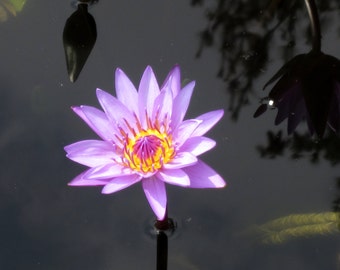 Purple Water Lily 8X10 Photo, Lotus Flower Print, Modern Wall Art, Zen Art, Purple and Yellow, Water Lilies, Lily Pads, Fine Art Photography