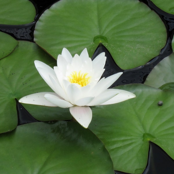 White Water Lily 8X10 Photo, Lotus Flower Print, Modern Wall Art, Zen Art, White Flower Photo, Water Lilies, Lily Pads, Fine Art Photography