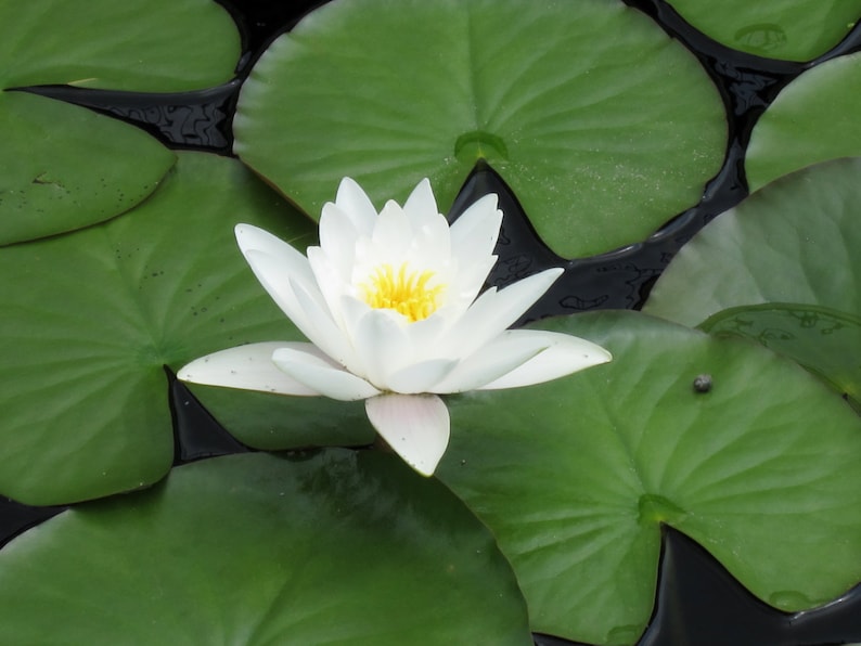 Puede incluir: Un nen&uacute;far blanco con un centro amarillo florece en un estanque rodeado de nen&uacute;fares verdes.