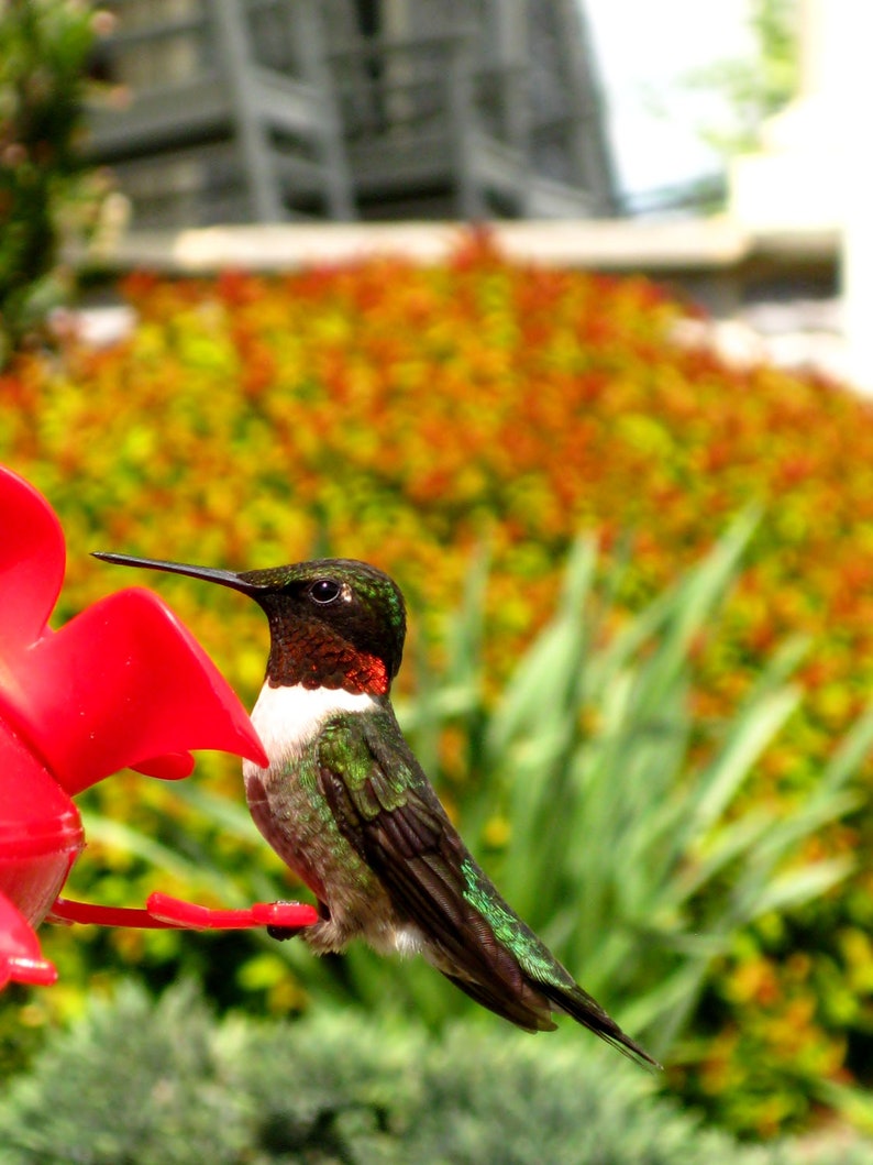 8X10 Red Hummingbird Photo, Macro Photography, Bird print, Bird Photography, Hummingbird Art, Hummingbird Print, Nature Wall Art, Home Decor image 2