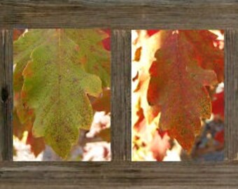 5X7 rojo otoño hoja conjunto de fotos, colección de arte, fotografía de árbol, conjunto de regalos de la foto, decoración del hogar de la naturaleza, follaje de otoño, decoración del otoño, colores de otoño