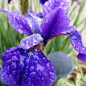 Purple Iris Photo, 8X10 print , Spring Rain Photography, Iris Print, Dew Drop, Photo Wall Art, Nature Home Decor, Gift for Mom, Macro Photo image 1