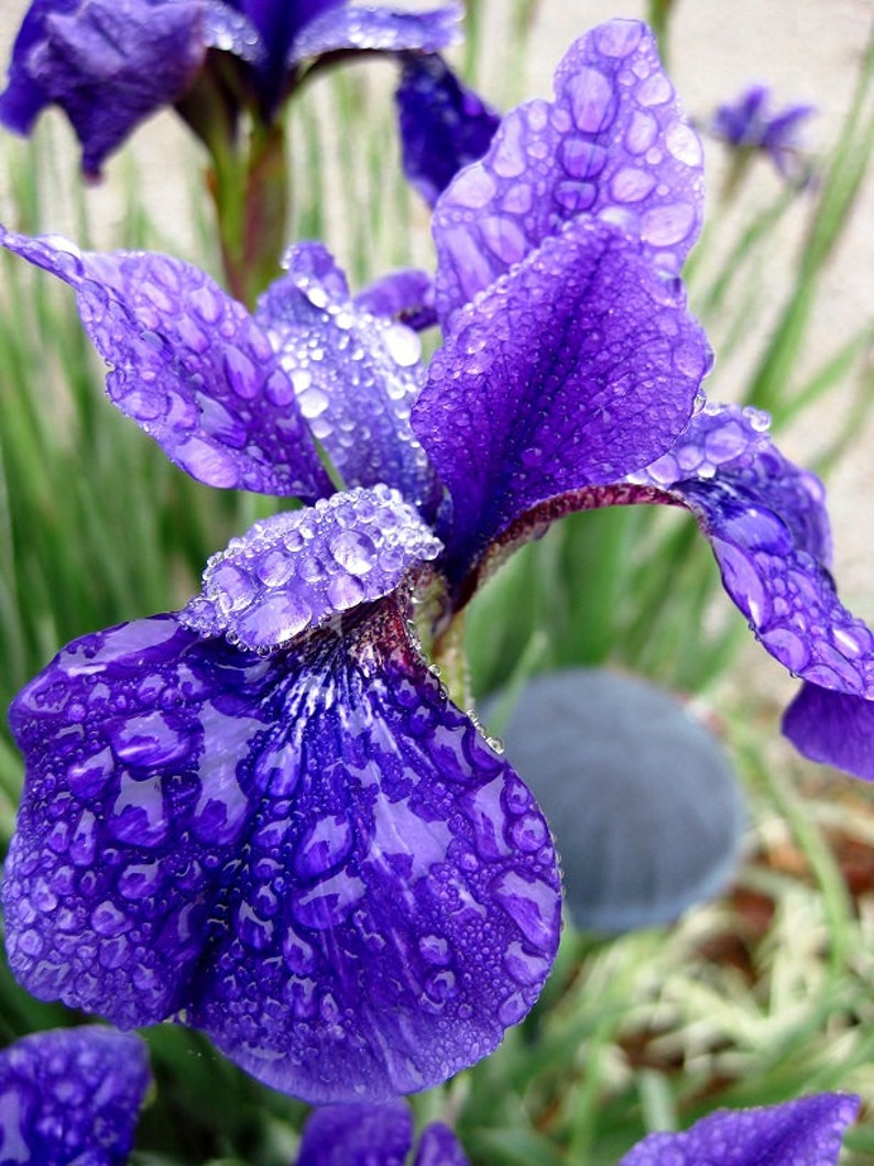 Purple Iris  Photo  8X10 print Spring Rain Photography  Iris  