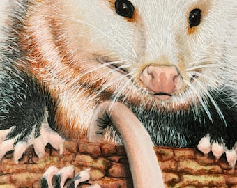 May include: A detailed illustration of an opossum. The opossum has white fur on its face and a pink nose. Its dark eyes are focused, and its tail is wrapped around a brown, textured log. The opossum's paws are visible, with black fur and sharp claws.
