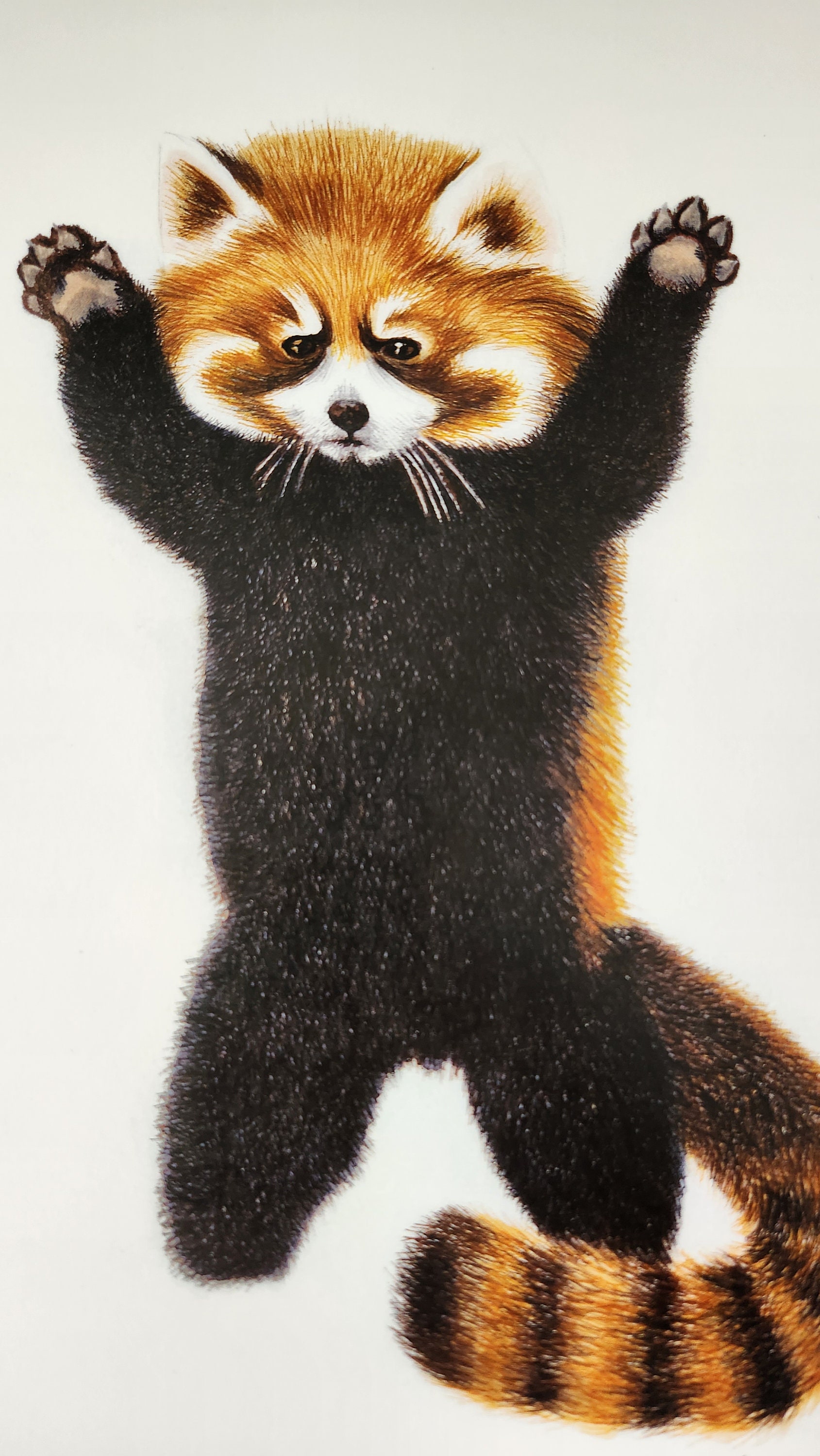 Red Panda Artist Print - Etsy