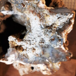 CORAL, PETRIFIED, FOSSILIZED-Rare