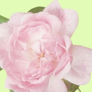 Imagen digital rosa rosa de uso múltiple