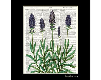 Botanical Lavender Art - Dictionary Art Print - Flower Art - Dictionary Page - Book Art Print  - Home Wall Decor No. P885