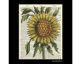 1600s Sunflower - Dictionary Art Print - Gardening - Dictionary Page - Book Art Print  - Home Decor No. P343