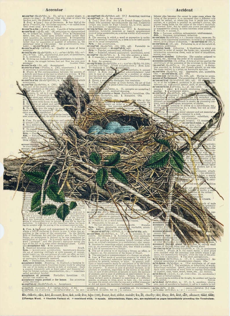 Vintage Illustration Robins Bird Nest Dictionary Art Print Etsy